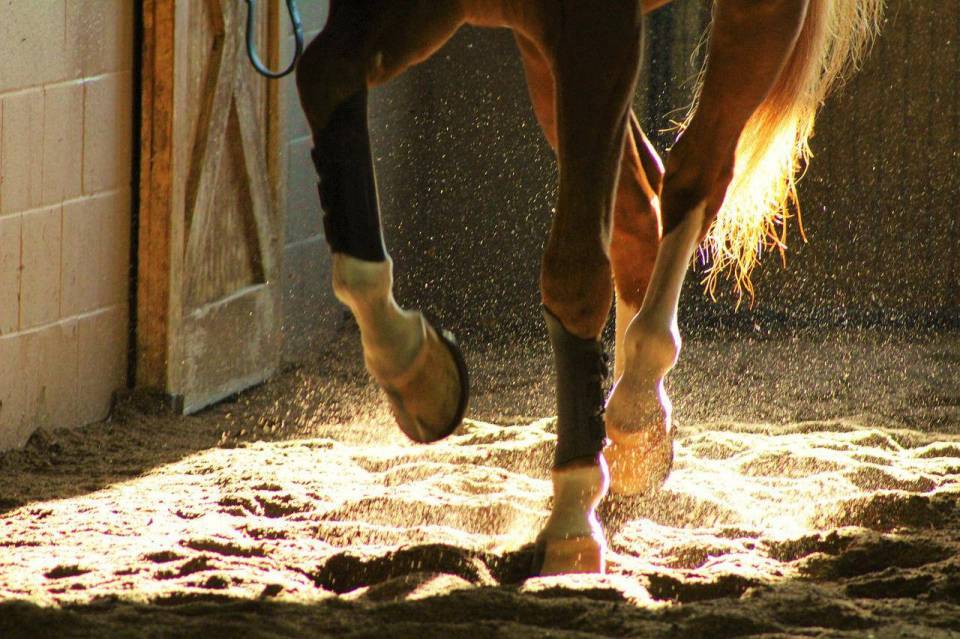 Makabryczny wypadek w stadninie koni. Nie żyje 10-letnia dziewczynka